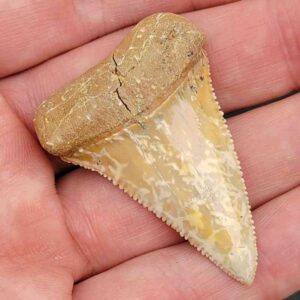 Chilean Great White Shark Tooth