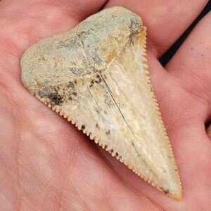 Chilean Great White Shark Tooth