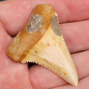 Chilean Great White Shark Tooth