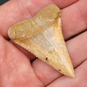 Chilean Great White Shark Tooth