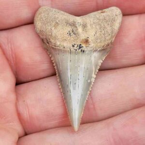 Fossil Chilean Great White Shark Teeth