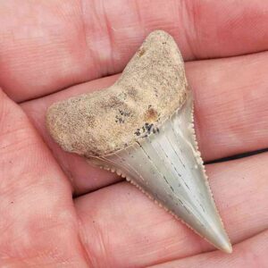 Chilean Great White Shark Tooth