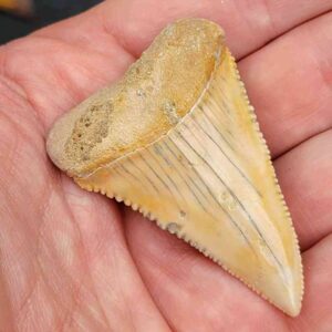 Chilean Great White Shark Tooth
