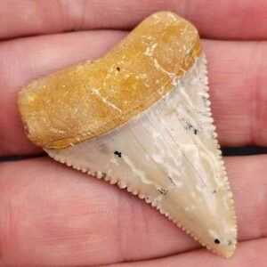 Chilean Great White Shark Tooth