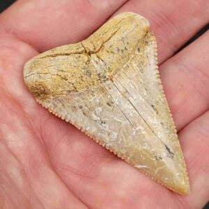 Chilean Great White Shark Tooth