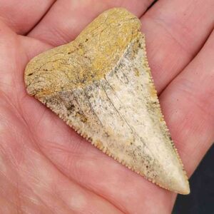 Chilean Great White Shark Tooth