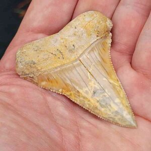 Chilean Great White Shark Tooth
