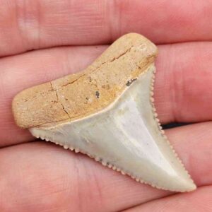 Chilean Great White Shark Tooth