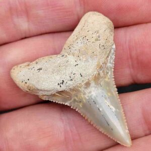 Chilean Great White Shark Tooth