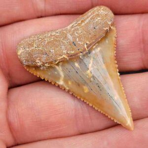 Chilean Great White Shark Tooth