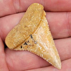 Chilean Great White Shark Tooth