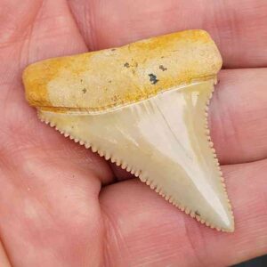Chilean Great White Shark Tooth