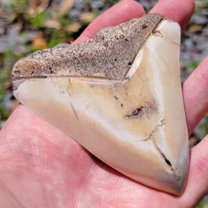 South Pacific Megalodon Tooth