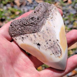 South Pacific Megalodon Tooth