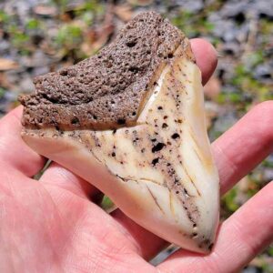 South Pacific Megalodon Tooth