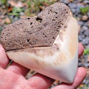 South Pacific Megalodon Tooth