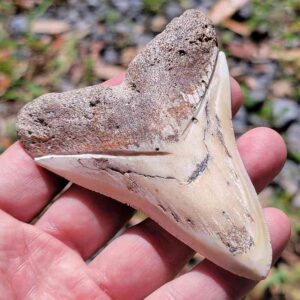 South Pacific Megalodon Tooth