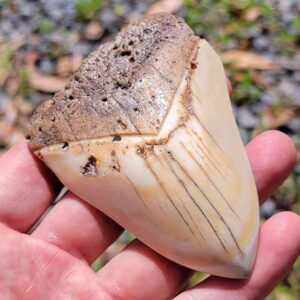 South Pacific Megalodon Tooth