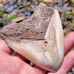 South Pacific Megalodon Tooth