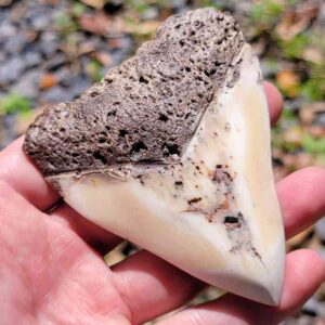South Pacific Megalodon Tooth