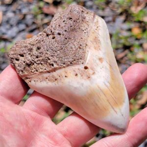 South Pacific Megalodon Tooth