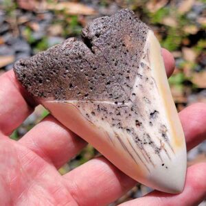 South Pacific Megalodon Tooth