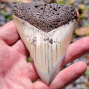 South Pacific Megalodon Teeth - 4"