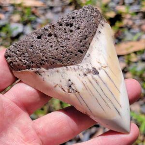South Pacific Megalodon Tooth