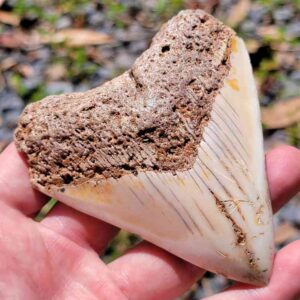 South Pacific Megalodon Tooth
