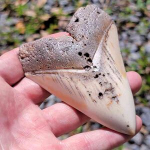 South Pacific Megalodon Tooth