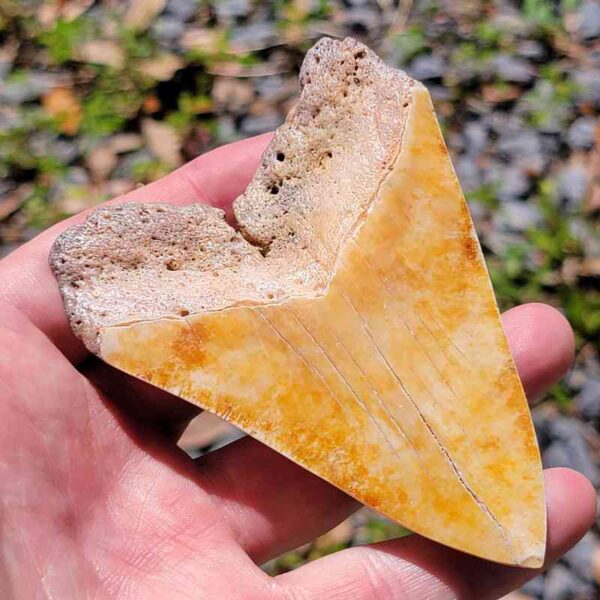 South Pacific Megalodon Tooth