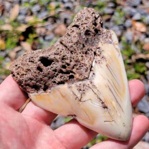South Pacific Megalodon Tooth