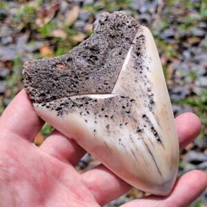 South Pacific Megalodon Tooth