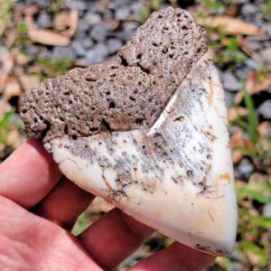 South Pacific Megalodon Tooth