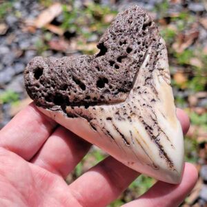 South Pacific Megalodon Tooth