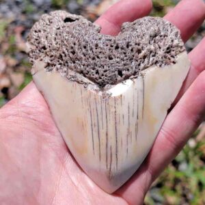 South Pacific Megalodon Tooth