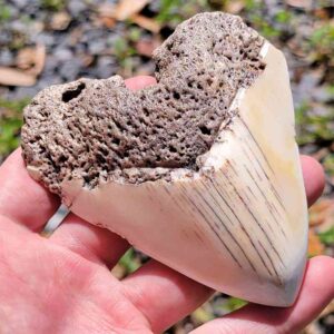 South Pacific Megalodon Tooth