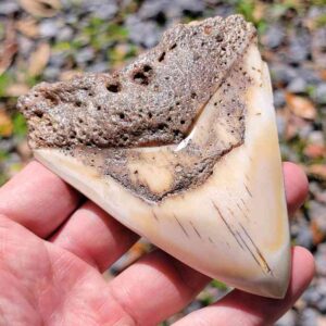 South Pacific Megalodon Tooth