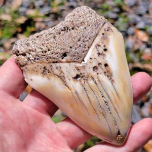 South Pacific Megalodon Tooth