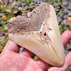 South Pacific Megalodon Tooth