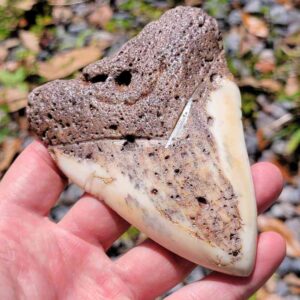 South Pacific Megalodon Tooth