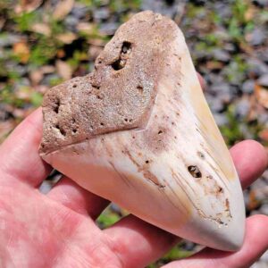 South Pacific Megalodon Tooth