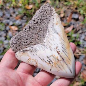 South Pacific Megalodon Tooth