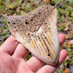 South Pacific Megalodon Tooth