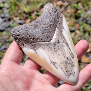 South Pacific Megalodon Tooth