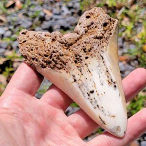 South Pacific Megalodon Tooth
