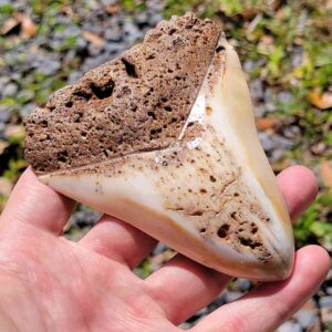 South Pacific Megalodon Tooth