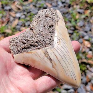 South Pacific Megalodon Tooth