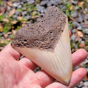 South Pacific Megalodon Tooth