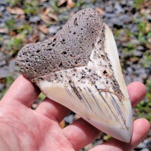 South Pacific Megalodon Tooth